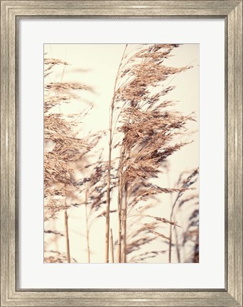 Framed Reed 1 Print