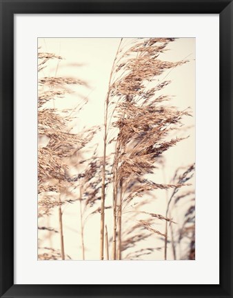 Framed Reed 1 Print