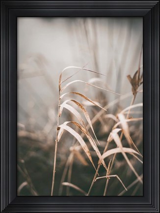 Framed Reed 2 Print