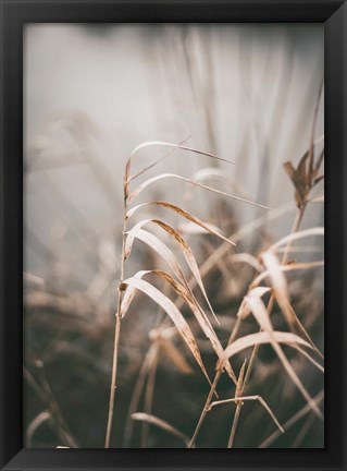 Framed Reed 2 Print