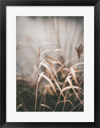 Framed Reed 2 Print