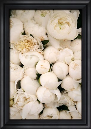 Framed Peony 1 Print