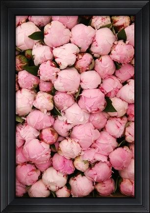 Framed Peony 2 Print