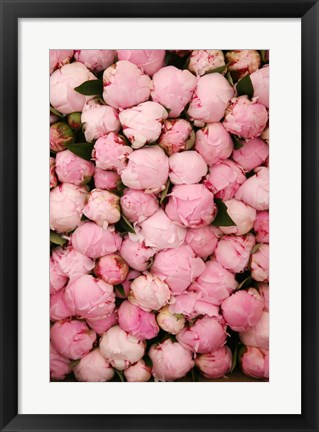 Framed Peony 2 Print