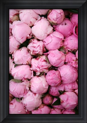 Framed Peony 3 Print