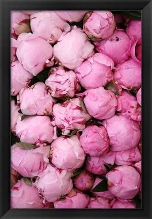 Framed Peony 3 Print