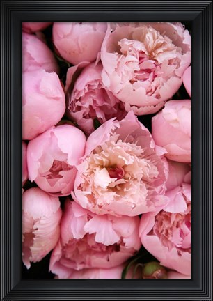 Framed Peony 4 Print