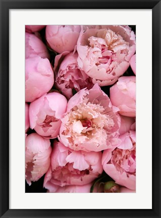 Framed Peony 4 Print