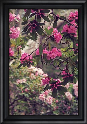 Framed Rhododendrons Print