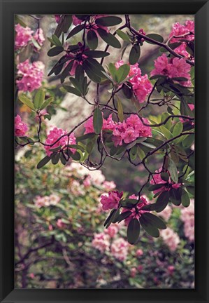 Framed Rhododendrons Print