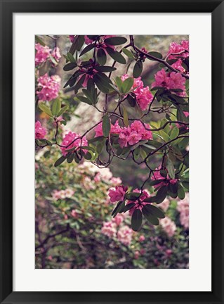 Framed Rhododendrons Print