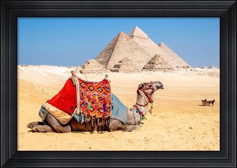 Framed Camel Resting by the Pyramids, Giza, Egypt Print