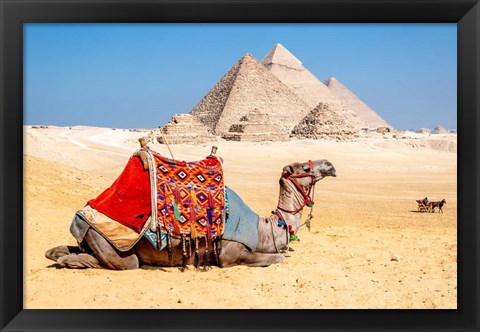 Framed Camel Resting by the Pyramids, Giza, Egypt Print