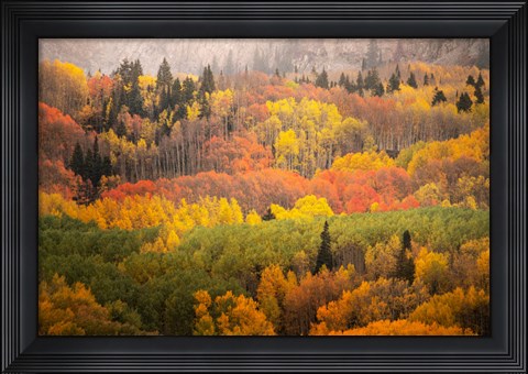 Framed Colorado, Gunnison National Forest, Forest In Autumn Colors Print