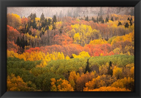 Framed Colorado, Gunnison National Forest, Forest In Autumn Colors Print