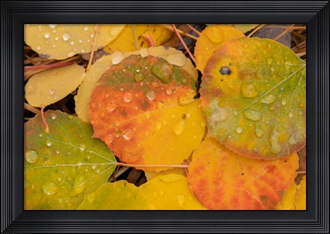Framed Colorado, Gunnison National Forest, Raindrops On Fallen Autumn Aspen Leaves Print