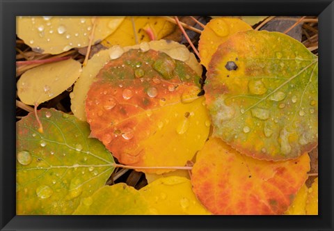 Framed Colorado, Gunnison National Forest, Raindrops On Fallen Autumn Aspen Leaves Print