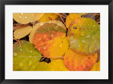 Framed Colorado, Gunnison National Forest, Raindrops On Fallen Autumn Aspen Leaves Print