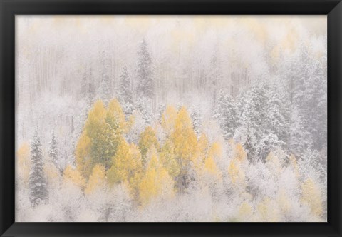 Framed Colorado, San Juan Mountains, Freshly Falling Snow On Aspen Forest Print