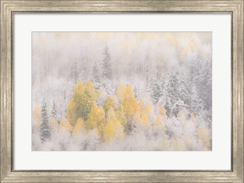 Framed Colorado, San Juan Mountains, Freshly Falling Snow On Aspen Forest Print
