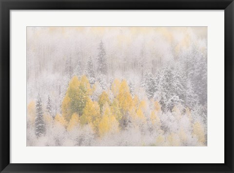 Framed Colorado, San Juan Mountains, Freshly Falling Snow On Aspen Forest Print