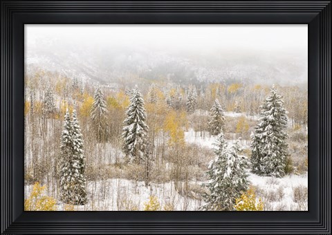 Framed Colorado, White River National Forest, Snowstorm On Forest Print