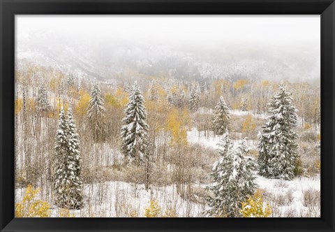 Framed Colorado, White River National Forest, Snowstorm On Forest Print