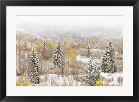 Framed Colorado, White River National Forest, Snowstorm On Forest Print