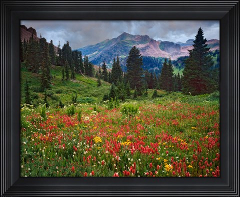 Framed Colorado, Laplata Mountains, Wildflowers In Mountain Meadow Print