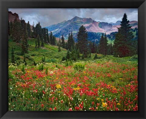 Framed Colorado, Laplata Mountains, Wildflowers In Mountain Meadow Print