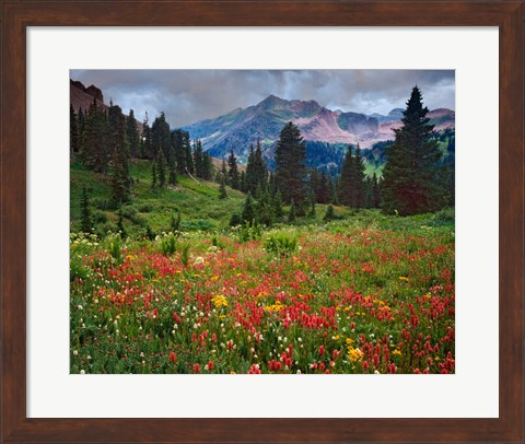 Framed Colorado, Laplata Mountains, Wildflowers In Mountain Meadow Print