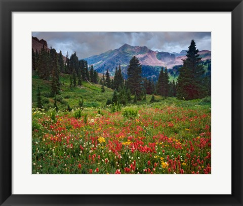 Framed Colorado, Laplata Mountains, Wildflowers In Mountain Meadow Print