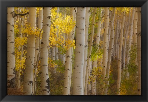 Framed Colorado, Gunnison National Forest, Aspen Trees Highlighted At Sunrise Print