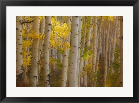 Framed Colorado, Gunnison National Forest, Aspen Trees Highlighted At Sunrise Print