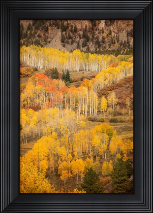 Framed Colorado, San Juan Mountains, Autumn-Colored Aspen Forest On Mountain Slope Print