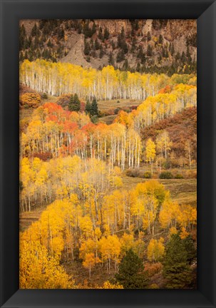 Framed Colorado, San Juan Mountains, Autumn-Colored Aspen Forest On Mountain Slope Print