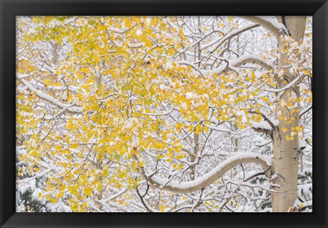 Framed Snow Coats Aspen Trees In Winter Print