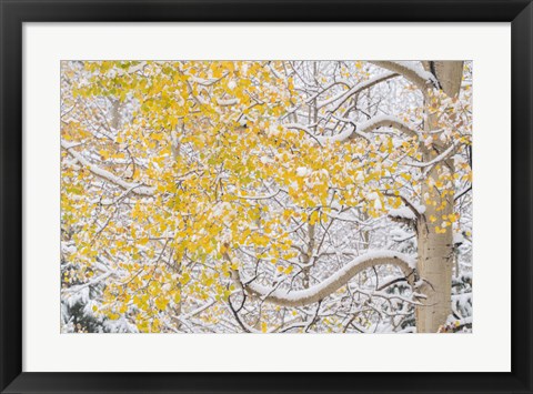 Framed Snow Coats Aspen Trees In Winter Print