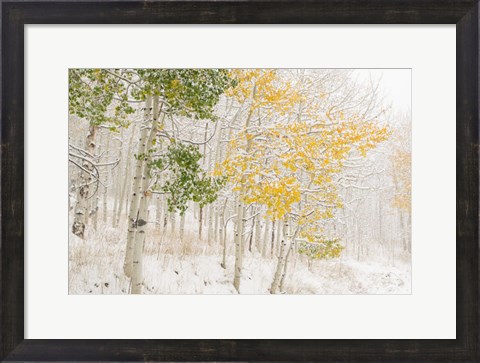 Framed Colorado, Snow Coats Aspen Trees In Winter Print
