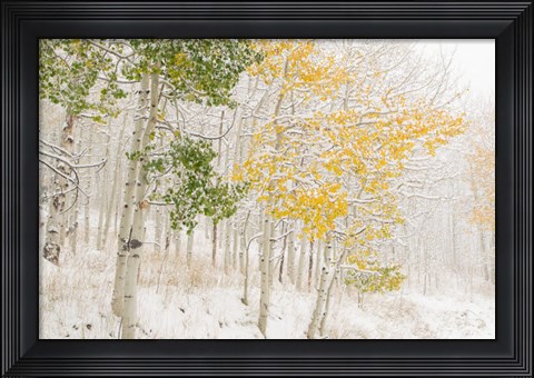 Framed Colorado, Snow Coats Aspen Trees In Winter Print