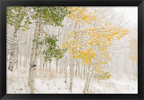 Framed Colorado, Snow Coats Aspen Trees In Winter Print