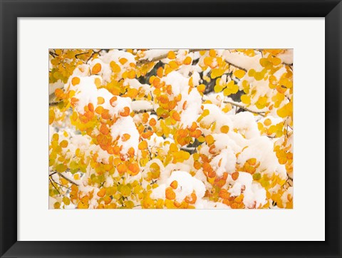 Framed White River National Forest, Snow Coats Aspen Trees In Winter Print