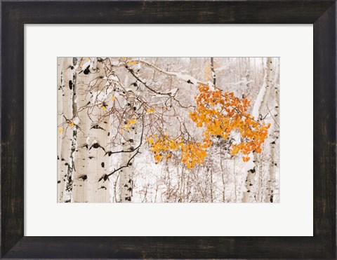 Framed Colorado, White River National Forest, Snow Coats Aspen Trees In Winter Print