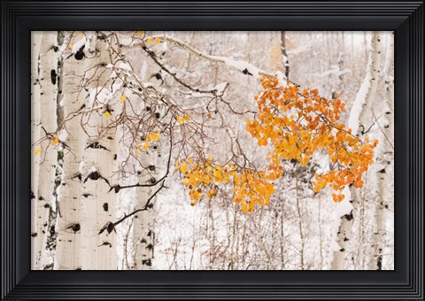 Framed Colorado, White River National Forest, Snow Coats Aspen Trees In Winter Print