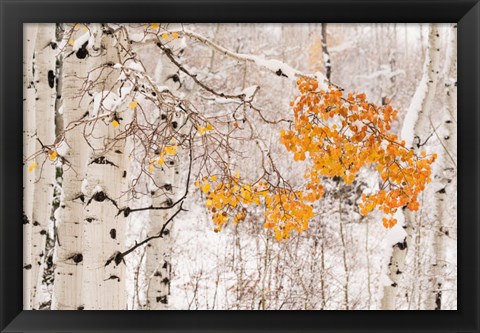 Framed Colorado, White River National Forest, Snow Coats Aspen Trees In Winter Print