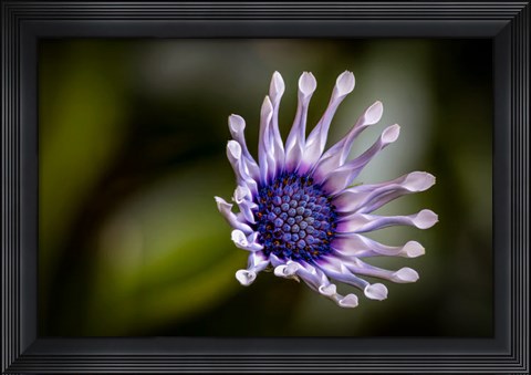 Framed Colorado, Fort Collins, African Daisy Close-Up Print