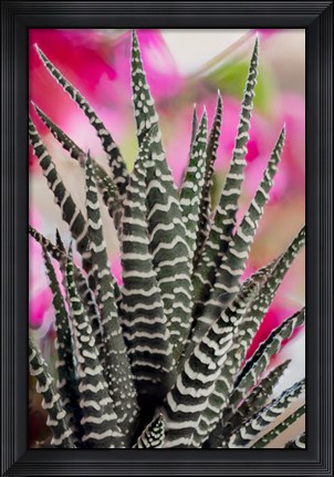 Framed Colorado, Fort Collins, Zebra Plant Succulent Print