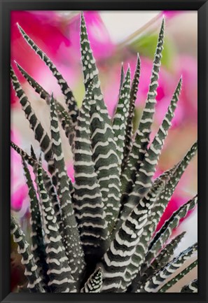 Framed Colorado, Fort Collins, Zebra Plant Succulent Print