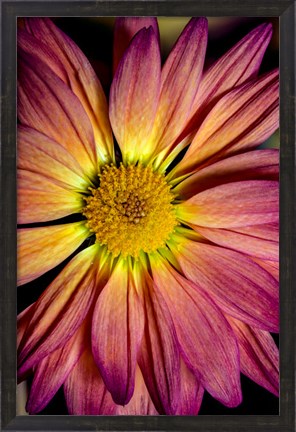 Framed Colorado, Fort Collins, Daisy Flower Close-Up Print