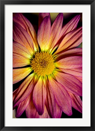 Framed Colorado, Fort Collins, Daisy Flower Close-Up Print